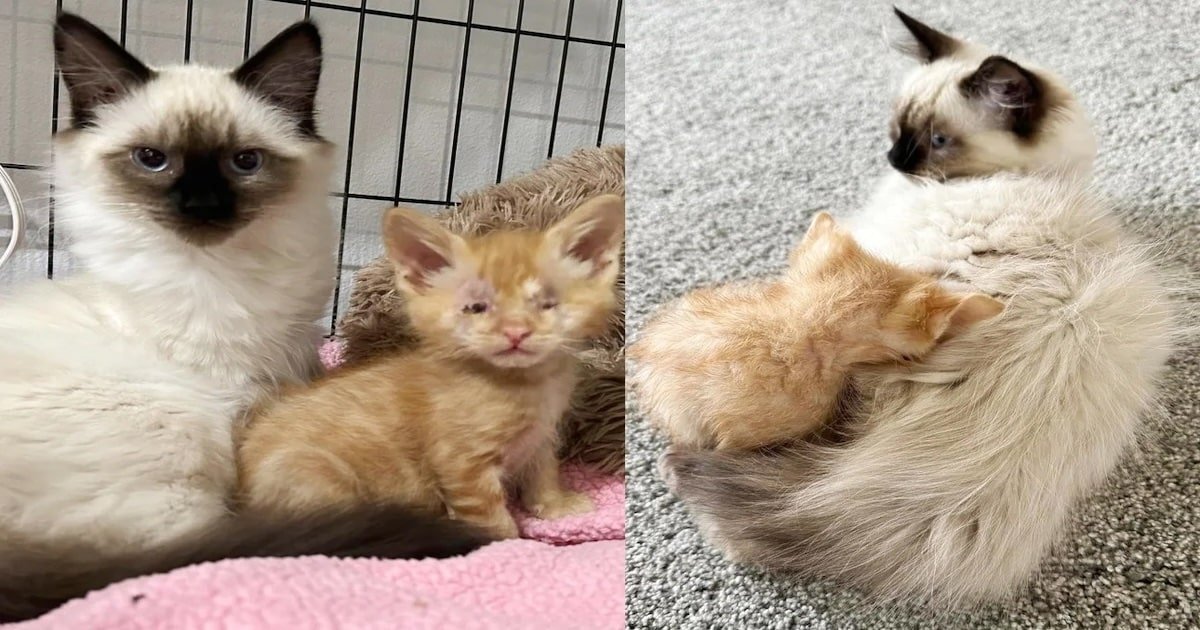 Family and Their Pet Cat Transform Life