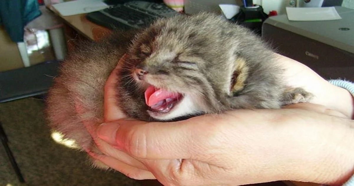 Farmer Encounters 4 Unusual 'Kittens' in Barn