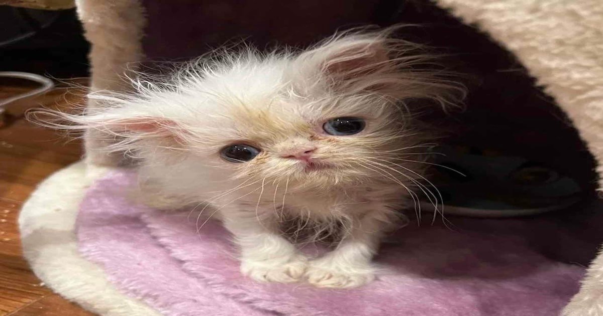 Shaggy 6 Week-Old Kitten