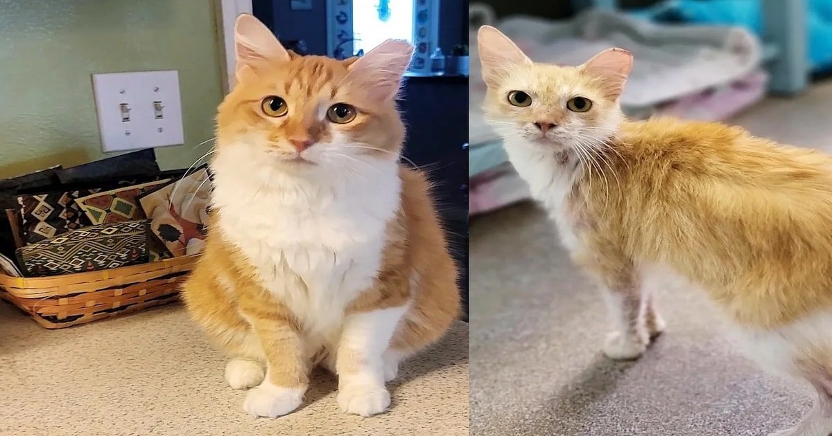 Transformed Cat