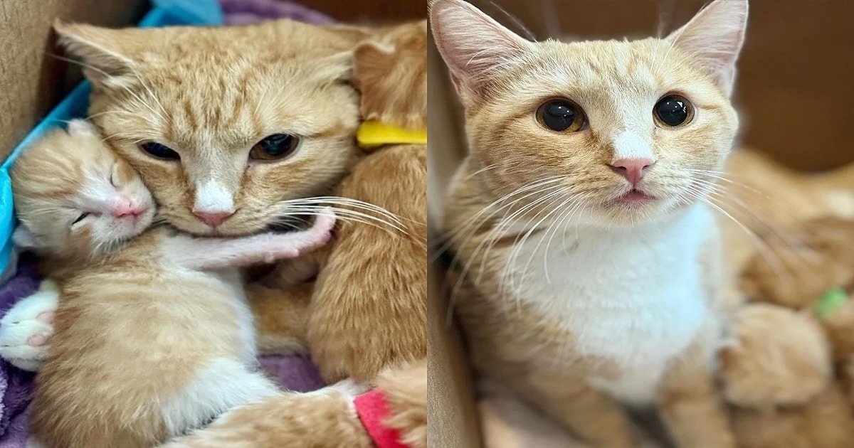 Unmanageable Cat Transforms Remarkably in 8 Weeks