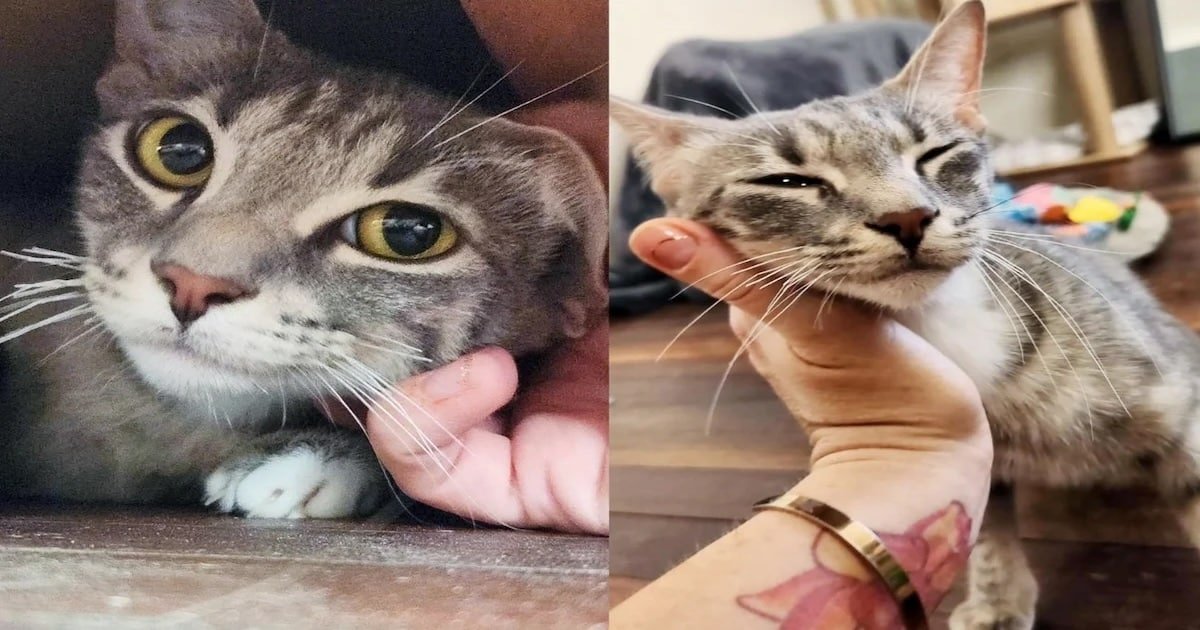 Abandoned Cat Forms Immediate Bond