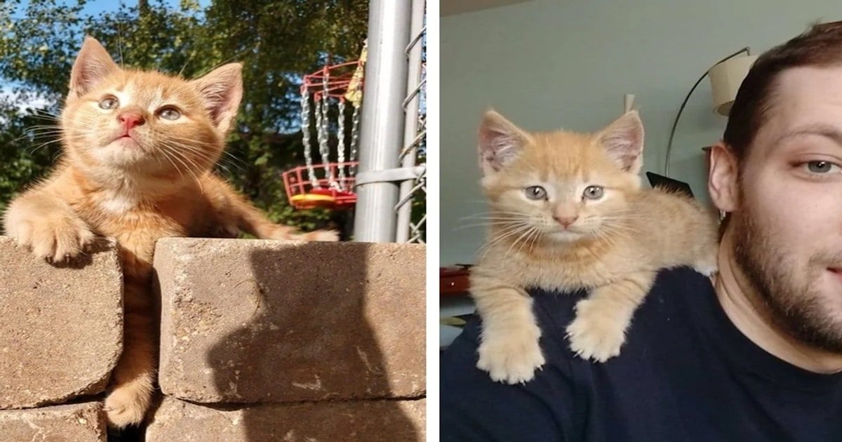 Abandoned Kitten Returns to Kindhearted Man