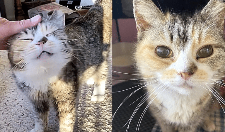 Blind Cat Rescued After a Lifetime on the Streets by Compassionate Samaritan