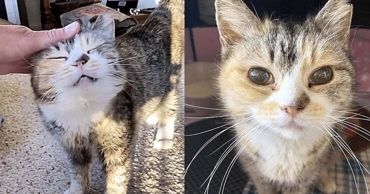 Blind Cat Rescued After a Lifetime on the Streets