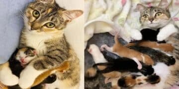 Cat Blissfully Welcomes Kittens in Cozy Home