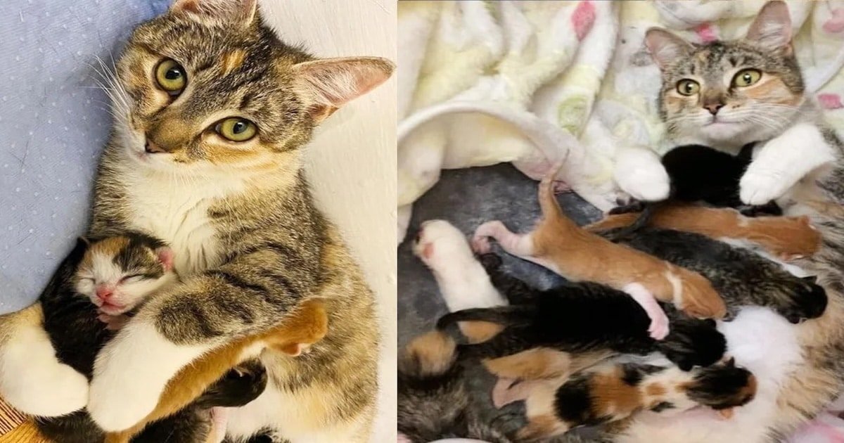 Cat Blissfully Welcomes Kittens in Cozy Home