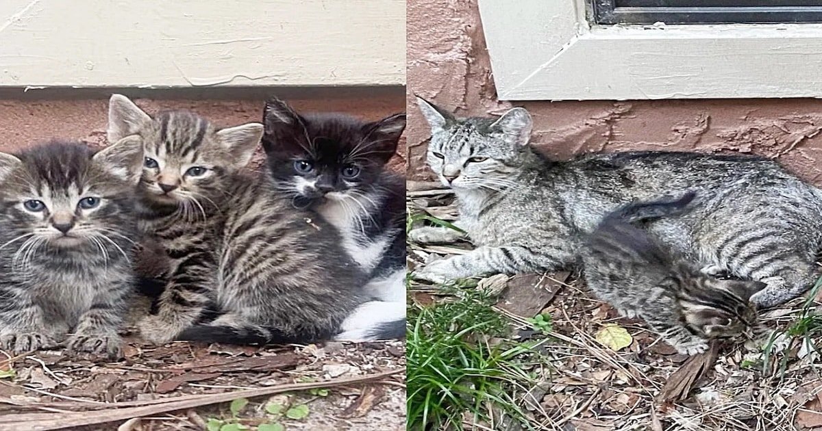 Cat Finds Trustworthy Neighbor