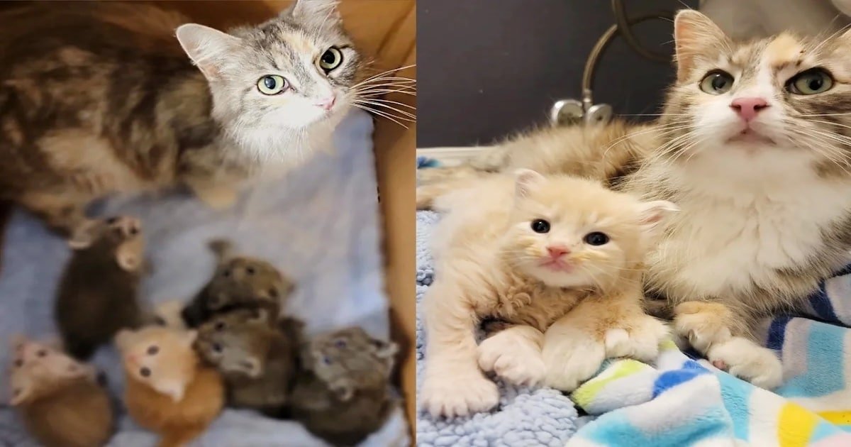 Compassionate Rescuers Hurry to Aid Cat and Her Six Kittens