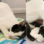 Delighted Cat Reunited with Her Kittens