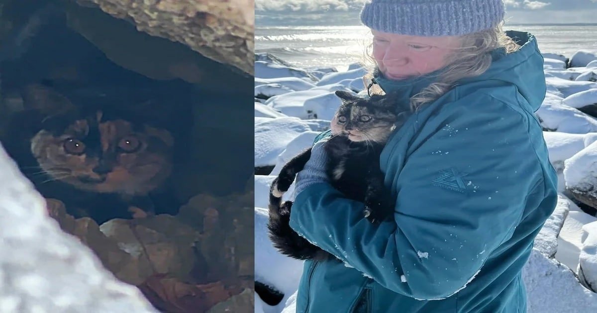 Kitten Concealed in Rocks