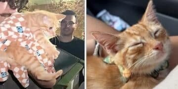 Kitten Secures Forever Home