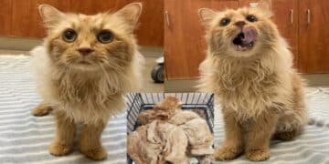 Kitty Becomes Magnificent Mini Lion