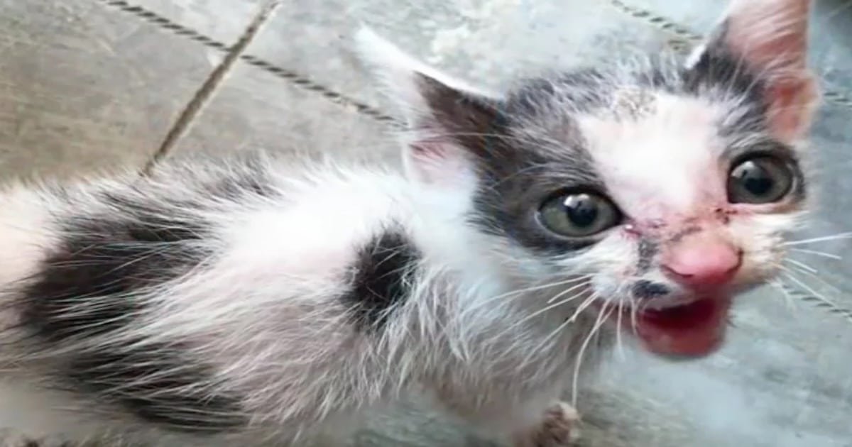 Man Rescues Meowing Kitten from Roadside