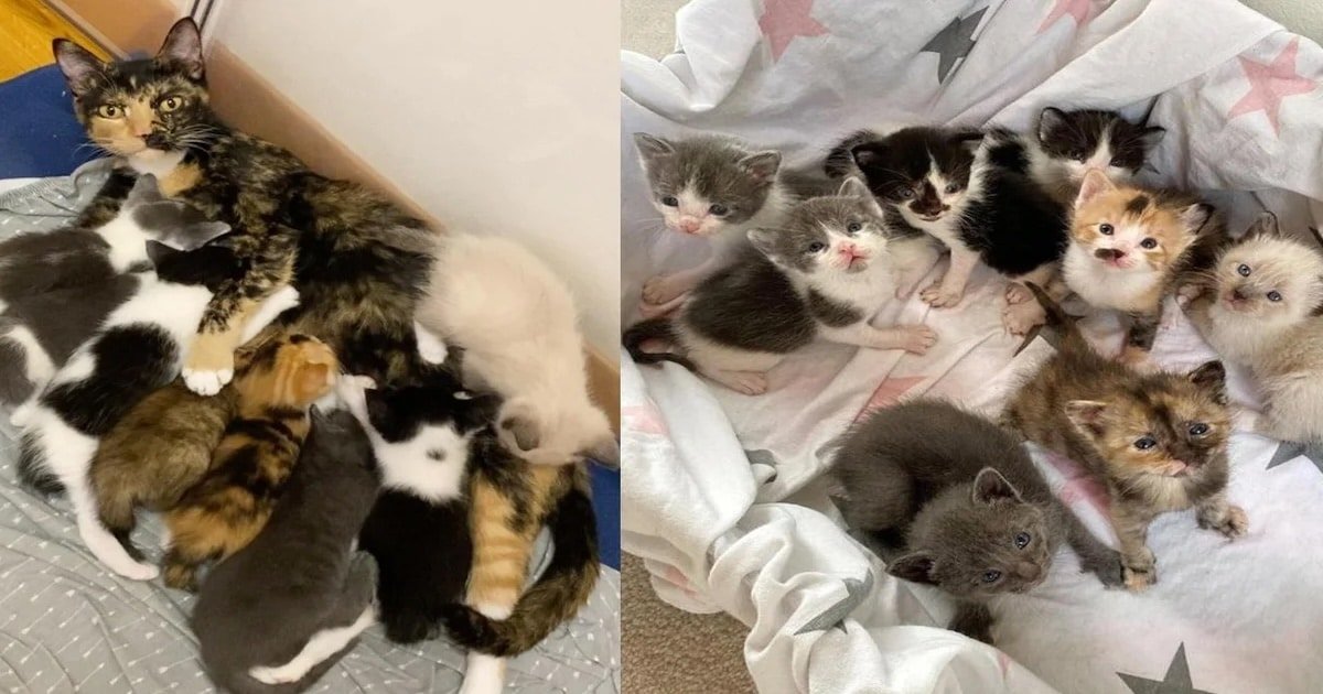 Mother Cat Brings Her Eight Kittens