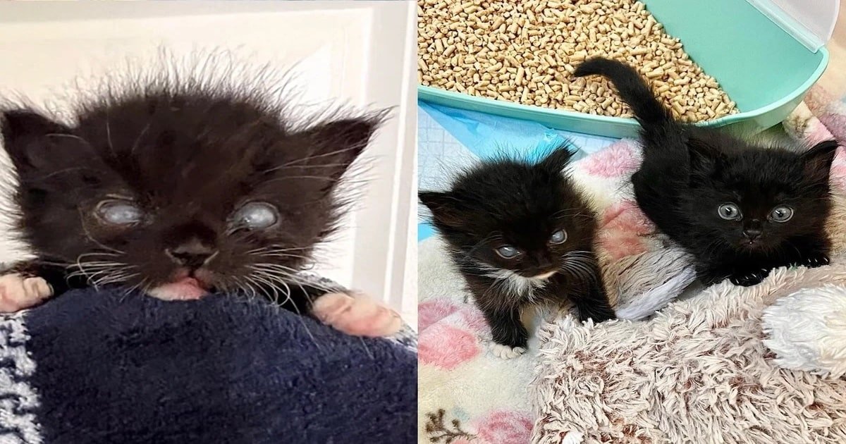 Pair of Kittens Find Rescue Together