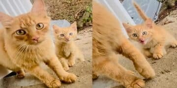 Stray Cat Brings One Kitten to Trusted Family