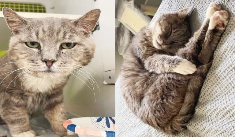 Stray Cat Discovered with Unrelated Kittens, Ultimately Finds the Home He’s Long Awaited