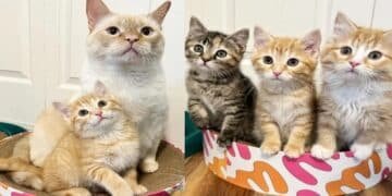 Three Timid Kittens from a Shelter