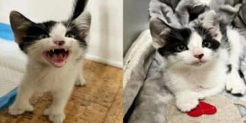 Thumb-Bearing Kitten Rescued