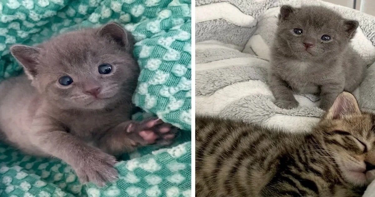 Woman Visits Shelter for Three Kittens